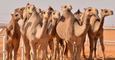 الحجر البيطرى بأسوان يستقبل 4200 رأس من الإبل واردة من السودان