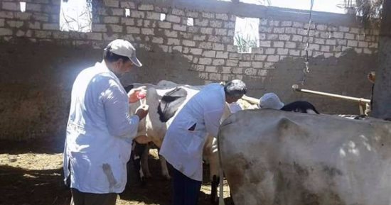 انطلاق الحملة القومية للتحصين ضد مرض الحمى القلاعية بقرى دمياط