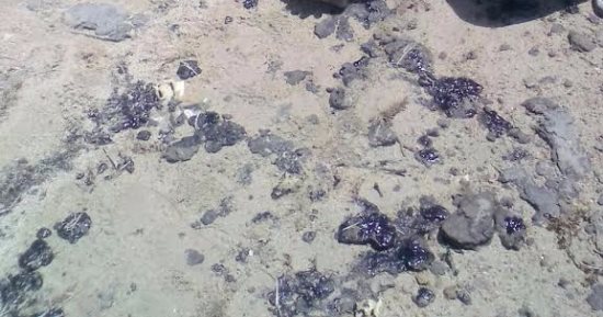البيئة: اكتشاف تلوث زيتى جنوب مدينة الطور وجارى التعامل معه
