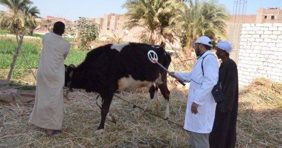 بالصور .. "الطب البيطرى" بالأقصر  تجهز  حملة لردع "الحمى القلاعية" 