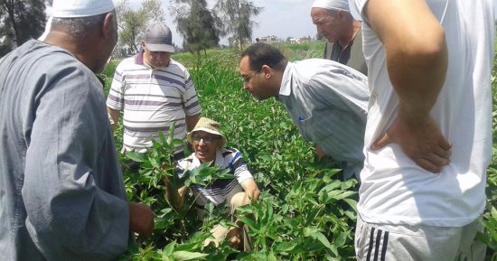 بالصور .. جولة ميدانية للإرشاد الزراعي بالبحيرة علي زراعات القطن