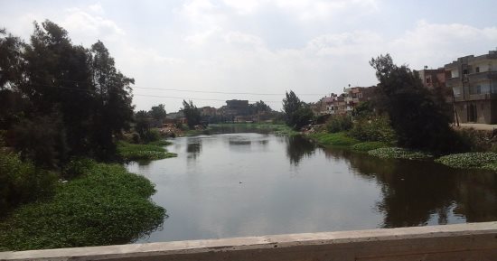 بالصور.. نقص مياه الرى يهدد زراعة محصول الأرز بدمياط