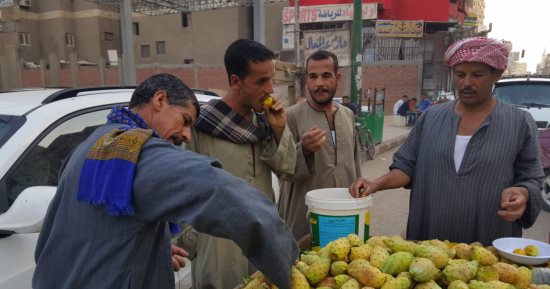 بالصور.. التين الشوكى "فاكهة الغلابة" فى أسيوط