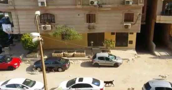  الكلاب الضالة والقمامة يحاصران المنطقة التاسعة فى مدينة نصر