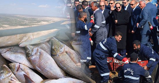 العد التنازلى للاكتفاء الذاتى من الأسماك.. "بركة غليون" أكبر مشروعات الاستزراع السمكى بالمنطقة.. نقيب الصيادين بكفر الشيخ: المشروع يؤسس لقاعدة صناعية ويحقق الاكتفاء فى عامين.. ومستثمر يؤكد: سيصبح منصة تصديرية