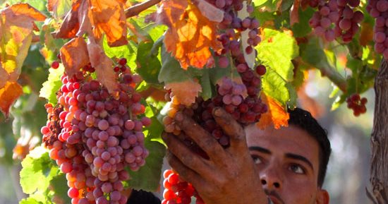"الزراعة" توصى بإيقاف رش المبيدات قبل جمع ثمار 5 أصناف عنب بـ15 يوما