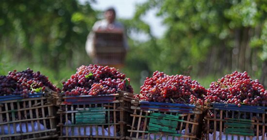 أحمر وأخضر.. الوجه الآخر للعنب.. بيرفع السكر ويزيد الوزن