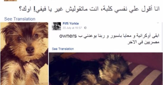 "فيفى" أسعد من ناس كتير..كلبة معاها باسبور أوكرانى وعندها أكونت فيسبوك