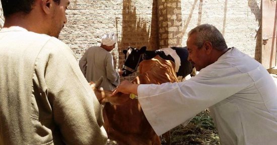بالصور .. محافظ سوهاج : استمرار حملات التطعيم ضد الحمى القلاعية فى جميع المدن