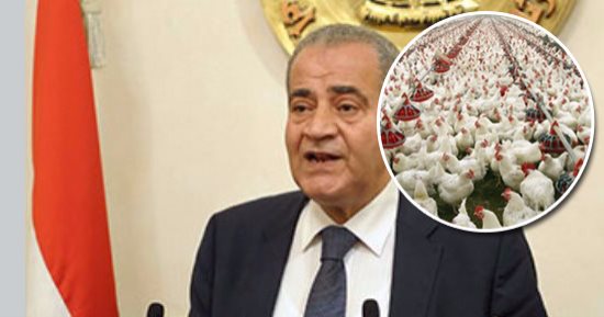 الدواجن ولحوم عيد الأضحى تحت ميكروسكوب الأجهزة الرقابية بالتنسيق مع "التموين" لتوفير المنتجات الطازجة والمجمدة.. تيسير 41 سيارة بحمولة 120 طن يوميا فى أماكن لا تتواجد بها مجمعات استهلاكية