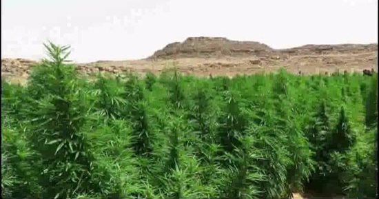 "مكافحة المخدرات" تضبط 150 كيلو بانجو و70 جرام هيروين بـ 3مديريات أمن