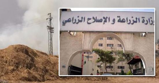 الأرز المستورد على رادار الحكومة.. واتحاد الصناعات: الموسم الحالى يسد الاحتياجات 90%.. وننتظر تقرير الزراعة للاستيراد.. موسكو وواشنطن ضمن دول التوريد المقترحة.. ورئيس شعبة الأرز: لن نحتاج إلا 500 ألف طن
