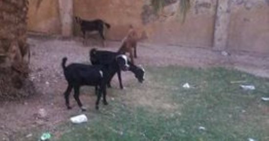 بالصور.. ماعز داخل وحدة نزلة البرشا الصحية بالمنيا