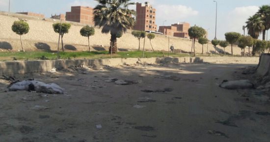 بالصور.. استغاثات من انتشار الحيوانات النافقة فى "القومية العربية" بإمبابة