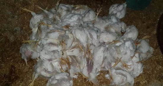 شكاوى من نفوق الدواجن فى الفيوم بسبب انقطاع الكهرباء
