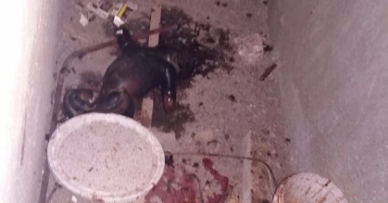 بالصور.. ضبط ربة منزل ألقت طفلا أنجبته سفاحا من الطابق العاشر في الخصوص