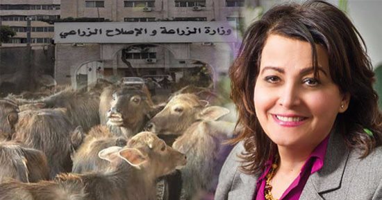 مشروع البتلو يخرج من الأدراج..تقرير حكومى يكشف اعتماد قروض للبتلو بـ 83 مليون جنيه لـ 518 مربيا.. دعم شراء6881 رأسا وتغذية 4638 أخرى خلال 14 يوما.."الزراعة": هدفنا 150 ألف رأس خلال عامين.. ولجان لمراقبة المشروع
