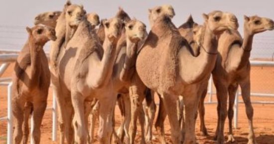 الإفراج عن 2995 رأس إبل واردة من السودان عبر منفذ أرقين البرى بأسوان