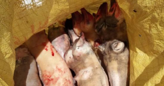 بالصور .. بيطرى المنوفية تضبط لحوم فاسدة بمركز السادات