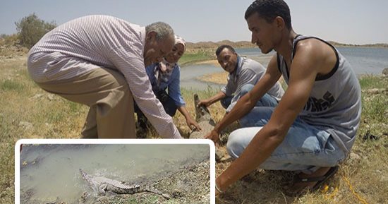 بالصور .. مرشد سياحى نوبى يعتق تمساحا بعد 7 سنوات من تربيته..العم صبحى يحافظ على التنوع البيولوجي لبحيرة ناصر وابنته: منزل أبى متحف للزواحف المحنطة والحية فى أسوان".. ومسئول البيئة: مبادرة نتمنى تعميمها