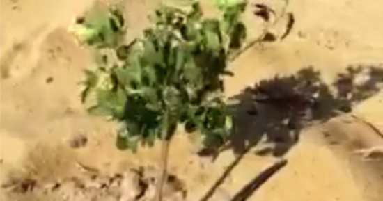 شكوى من تعطل محطة رفع المياه بمركز يوسف الصديق فى الفيوم وجفاف الأراضى