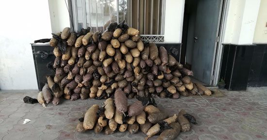 القبض على هارب من مؤبد وبحوزته بندقية آلى وبانجو فى أبوصوير بالإسماعيلية