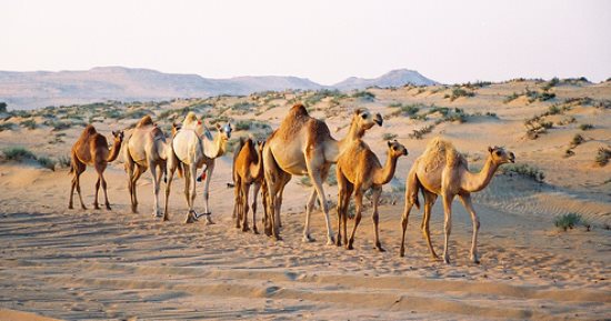 الحجر البيطرى بأسوان يستقبل 2980 رأس من الإبل الواردة من السودان