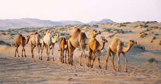 الإفراج عن 2980 رأس إبل واردة من السودان عبر منفذ أرقين البرى