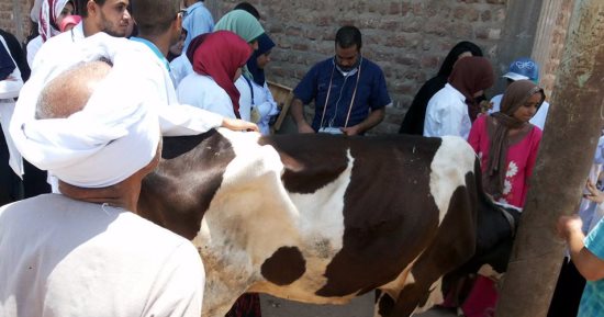 بالصور .. محافظ سوهاج: توقيع الكشف الطبى على 300 ماشية بقرية الغريزات