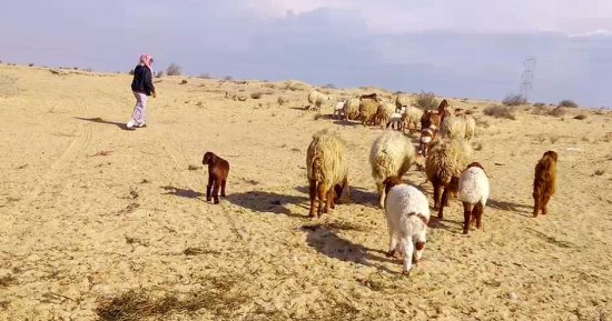 ركود فى سوق الأضاحى بشمال سيناء.. وسعر الأضحية من 5 لـ8 آلاف جنيه