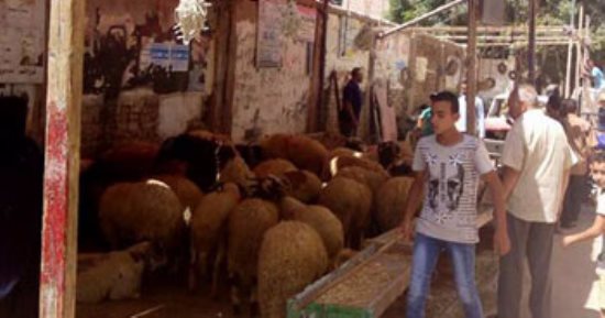 تعرف على المنافذ الرسمية لبيع الأضاحى بشمال سيناء