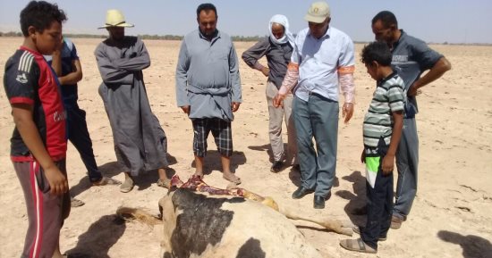 بالصور.. تزايد ظاهرة سرقة الماشية بالداخلة والأهالى يستغيثون