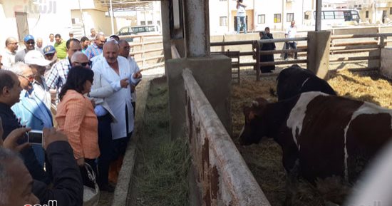 عضو بـ"زراعة البرلمان" يطالب الحكومة بتحصين الماشية فى القرى والنجوع