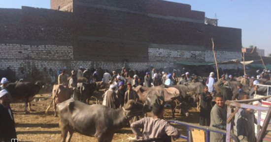 غدا إقامة سوق الثلاثاء للمواشى بالزقازيق بصفة مؤقتة حتى عيد الأضحى