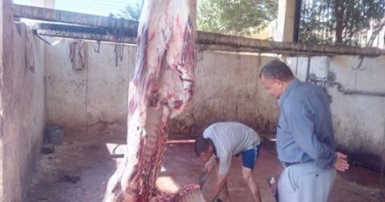 محافظة الجيزة ترجئ رفع رسوم ذبح الحيوانات بمجازرها