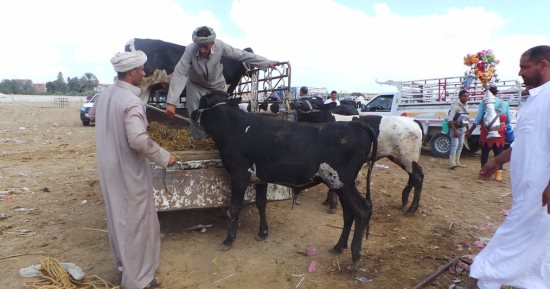  بالصور..10 معلومات يجب أن تعرفها عن سوق الثلاثاء لتجارة المواشى بالإسكندرية
