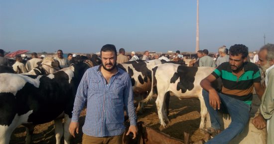 بالصور .. سوق الثلاثاء بالغربية يستقبل التجار والمضحين استعدادا لعيد الأضحى