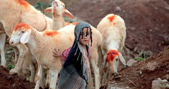 شات مواشى .. مزاد الكترونى لبيع الأغنام بعد تصويرها فيديو فى البحرين 