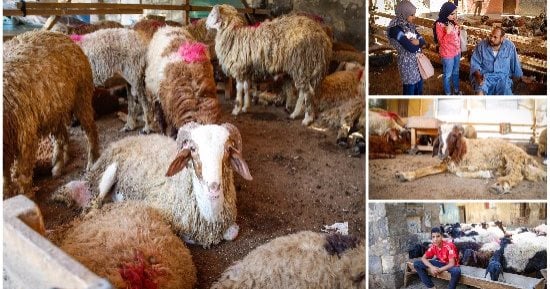 جوا الشوادر حكايات.. الجزارة مهنة يتوارثها الأجيال والتركة ممكن تكون "علامة"