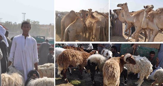 قبل شراء أضاحى العيد.. 3 فحوصات لازم تجريها قبل اختيار الحيوان جس الرقبة والظهر والصدر للتأكد من امتلائها باللحم أهمها.. و5 علامات ابعد عنها لو لاحظتها على الأضحية "العرج وفقد البصر" أبرزها 