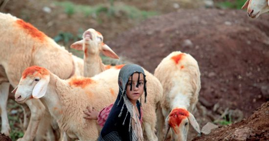 بالصور.. مسلمو العالم يستعدون لاستقبال العيد بتزيين الأضاحى