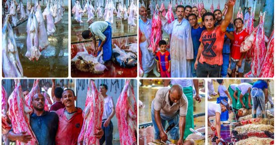 بالصور.. 23 مجزرا بالجيزة تستعد لاستقبال أضاحى العيد مجانا.. مدير مجزر المنيب يوضح كيفية الكشف على الأضحية والتأكد من صلاحية اللحوم.. ماجد فؤاد: الذبح فى المجازر يحافظ على البيئة.. وأحبار الختم غير ضارة