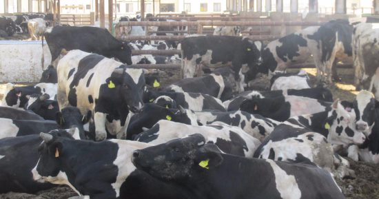 بالصور.. بيطرى بورسعيد: استيراد 457 رأس ماشية لطرحها بالمنافذ