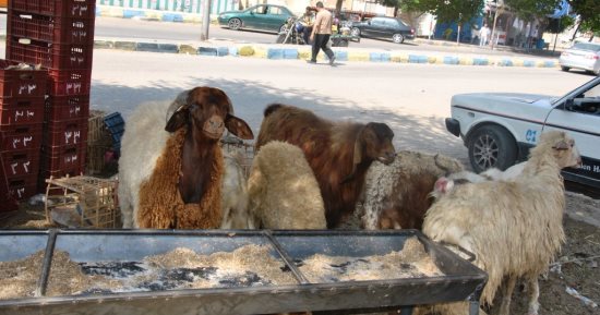 بالصور.. ركود فى سوق الأضاحى بالإسماعيلية بسبب ارتفاع الأسعار