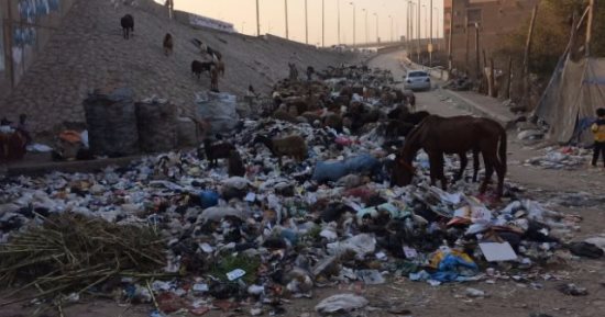 بالفيديو.. خرفان فيها سم قاتل.. "تأكل من الزبالة وفضلات البشر"