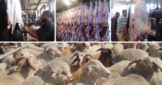 البنك الإسلامى للتنمية: تخصيص 15 ألف ذبيحة من لحوم الهدى والأضاحى لقطاع غزة