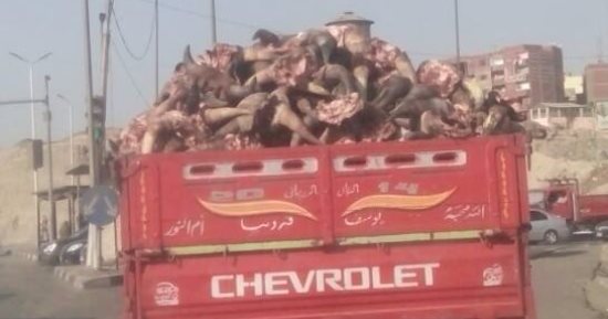 بالصور.. قارئ يرصد سيارة محملة بعدد كبير من رؤوس الذبائح على الأوتوستراد
