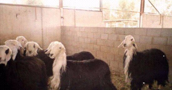 القبض على عامل حول فناء مدرسة إلى حظيرة مواشى قبل عيد الأضحى فى حلوان