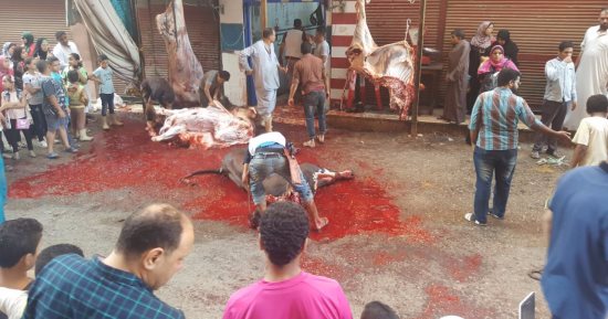 نائب محافظ الجيزة يحمل الطب البيطرى والبيئة مسئولية انتشار الذبح بالشوارع