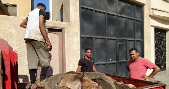 إقبال على شراء جلود أضاحى العيد بدمياط ..500 جنيه لجلد الأضحية